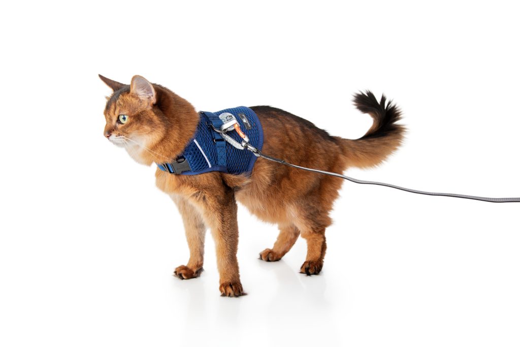 Sleepypod Introduces New Calming Harness for Dogs and Cats Herald